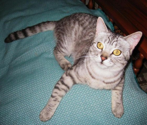 Котик Сократ 10 мес Котик Сократ 10 мес