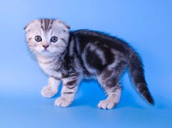 Шотландские вислоухие и британские котята 1,5 -2 мес .Вискас Толстощекие плюшевые малыши. Шотландские вислоухие и британские котята 1,5 -2 мес .Вискас Толстощекие плюшевые малыши.