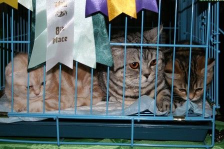 Вязка кошечек Вязка кошечек