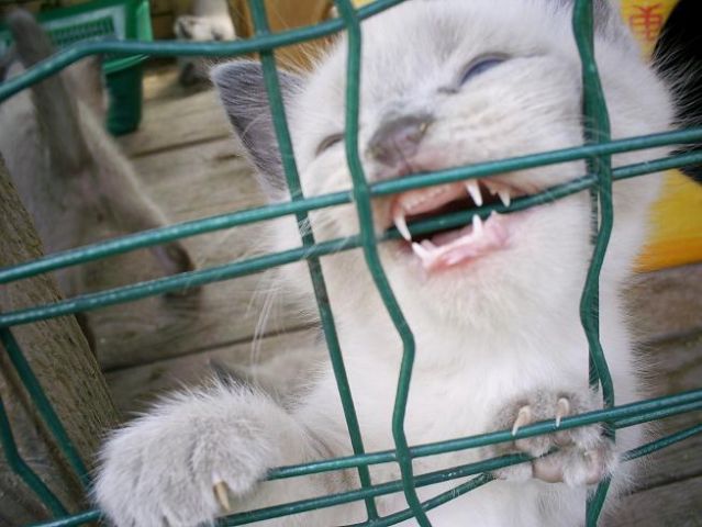 Сиасмкие (тайские) котята Сиасмкие (тайские) котята