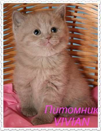 Британские лиловые котята.Питомник VIVIAN. Британские лиловые котята.Питомник VIVIAN.