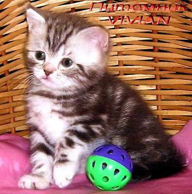 Британские котята мрамоного окраса .Питомник VIVIAN. Британские котята мрамоного окраса .Питомник VIVIAN.