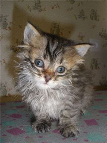 Котята ищут хозяев Котята ищут хозяев