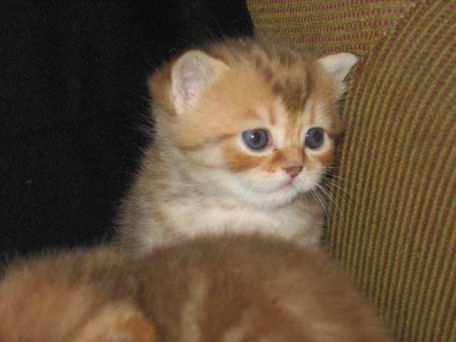 Продаются клубные котята Продаются клубные котята