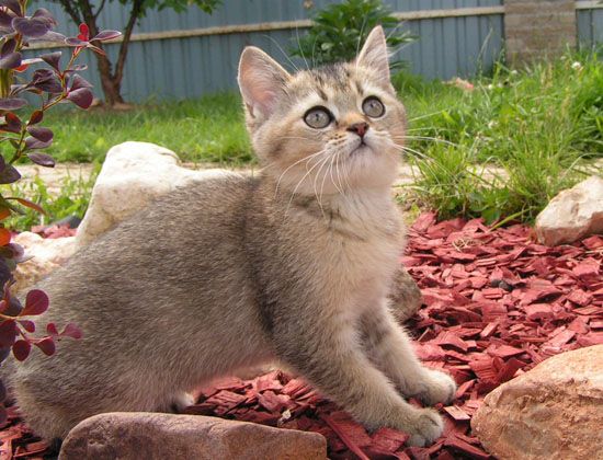 Британские котята черные тиккированые Британские котята черные тиккированые