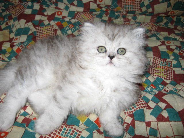 ПЕРСЫ и ЭКЗОТЫ - КОТЯТА ПЕРСЫ и ЭКЗОТЫ - КОТЯТА
