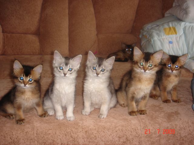 Сомалийские котята из питомника "Domenica Gatto Som" Сомалийские котята из питомника "Domenica Gatto Som"
