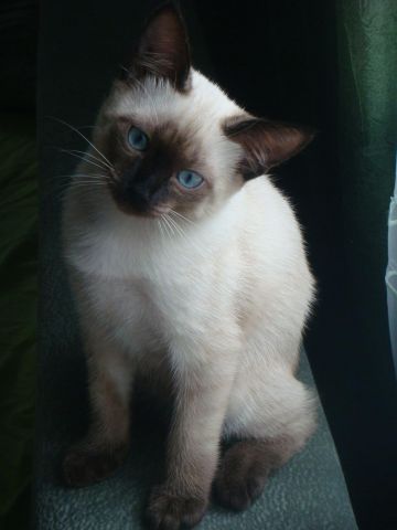 Тайский котик Тайский котик