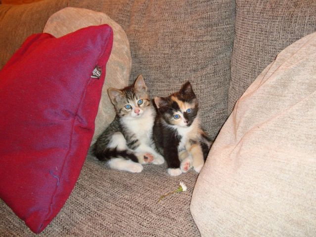Котята в дар Котята в дар