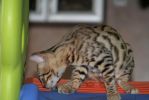 Продается бенгальский котенок классического окраса (розетка)