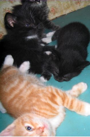отдаються котятки отдаються котятки