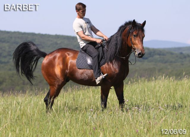 продажа жеребца БАРБЕТ 2006г.р. продажа жеребца БАРБЕТ 2006г.р.