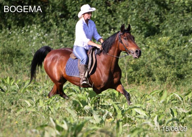 продажа арабской кобылы БОГЕМА продажа арабской кобылы БОГЕМА
