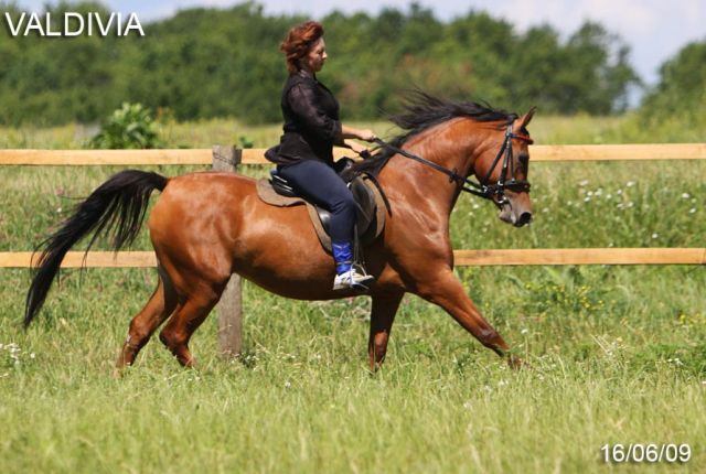 продажа арабской лошади, кобыла ВАЛЬДИВИЯ 2006г.р.