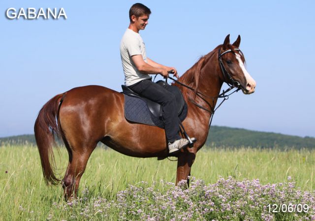продажа арабской лошади, кобыла ГАБАНА 2006г.р. продажа арабской лошади, кобыла ГАБАНА 2006г.р.