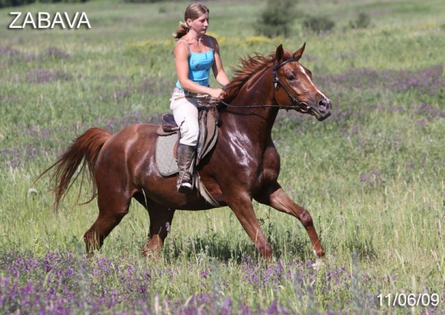 продажа арабо-буденновской лошади, кобыла ЗАБАВА 2006г.р.