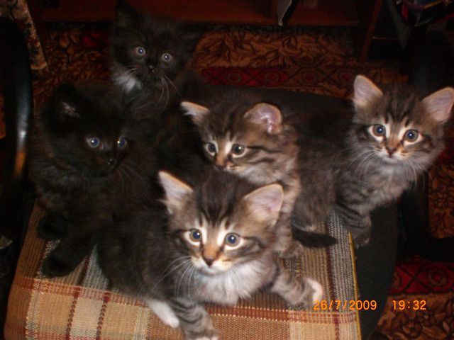 Котят в добрые руки Котят в добрые руки