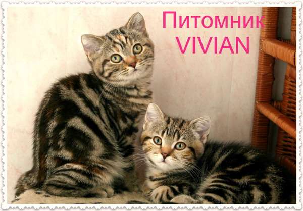 Британские котята из питомника VIVIAN. Британские котята из питомника VIVIAN.