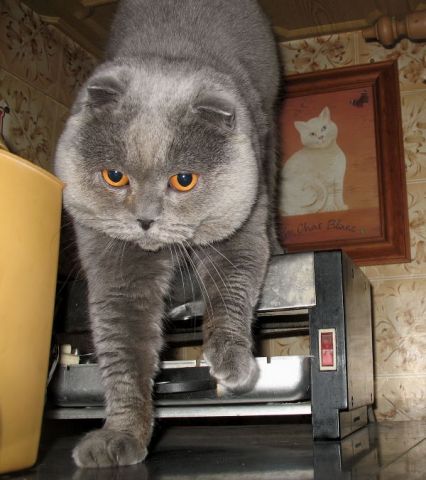 Коты-женихи (британец и шотландец) Коты-женихи (британец и шотландец)