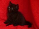 Британские короткошерстные плюшевые котята чёрного окраса