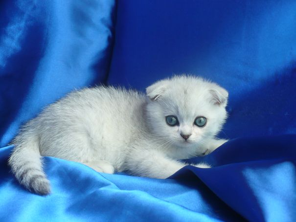 Шотландский вислоухий плюшевый котик серебряного окраса. Шотландский вислоухий плюшевый котик серебряного окраса.