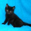 Британские короткошерстные котята чёрного окраса