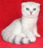 Шотландский вислоухий плюшевый котик. Окрас серебряная шиншилла с очаровательными зелеными глазами.