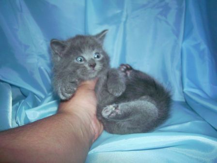 Котик Котик