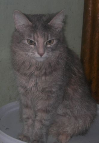 Отдам сибирских котов и кошек Отдам сибирских котов и кошек