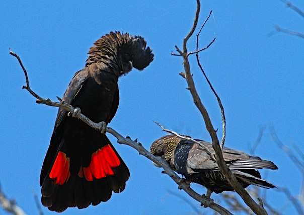 Траурный какаду Бэнкса, или краснохвостый траурный какаду (Calyptorhynchus banksii) ручные птенцы