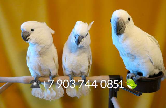 Белохохлый какаду (Cacatua alba)  ручные птенцы из питомника