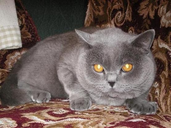 ВЯЗКА КОШЕК-ПРОДАЖА КОТЯТ ВЯЗКА КОШЕК-ПРОДАЖА КОТЯТ