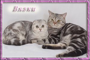 Шотландские коты для вязок Шотландские коты для вязок