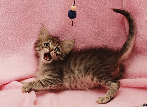котята-полосатики в дар! котята-полосатики в дар!