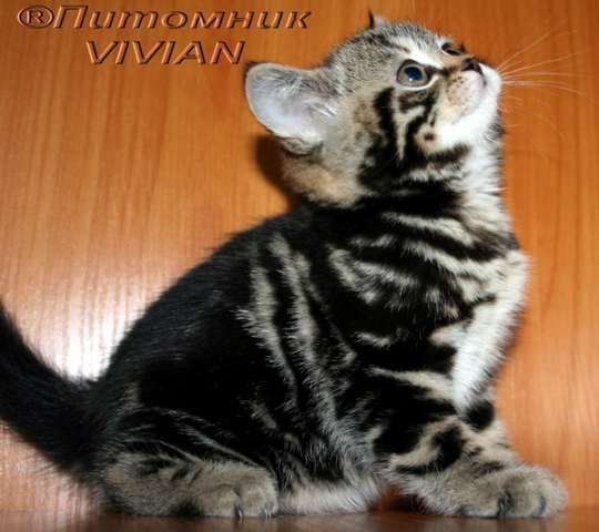 Британские тигровые котята.Питомник VIVIAN. Британские тигровые котята.Питомник VIVIAN.