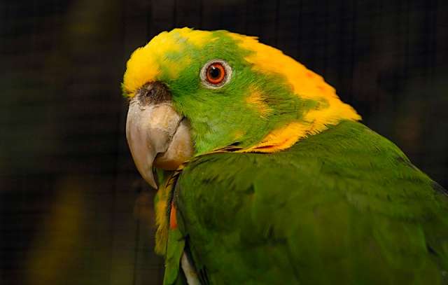 Желтошейный амазон (Amazona auropalliata) выкормыши из питомника Желтошейный амазон (Amazona auropalliata) выкормыши из питомника