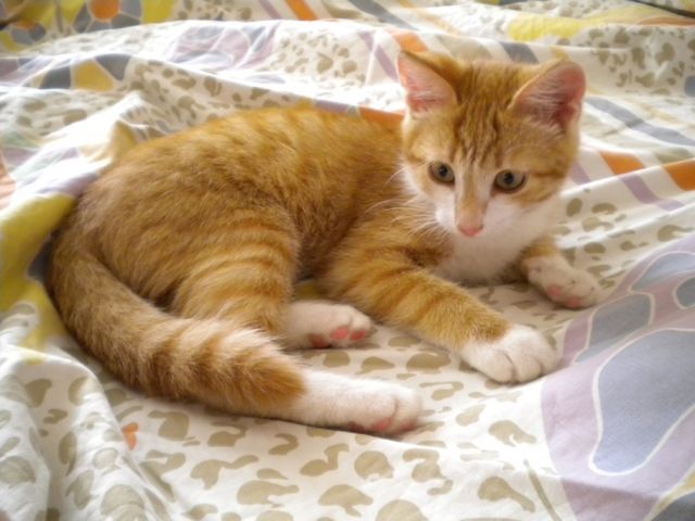 Рыжий котенок Цицик в дар