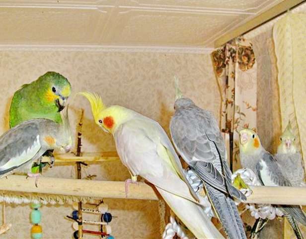 Кореллы разных окрасов, ручные птенцы Кореллы разных окрасов, ручные птенцы