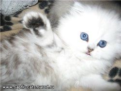 котята - персы и экзоты СЕРЕБРИСТАЯ ШИНШИЛЛА и др котята - персы и экзоты СЕРЕБРИСТАЯ ШИНШИЛЛА и др