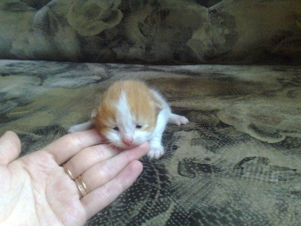 Два котенка-близнеца! Два котенка-близнеца!