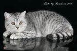 Британский кот Ch.Salvodor sindi Sharm серебристо-пятнистый