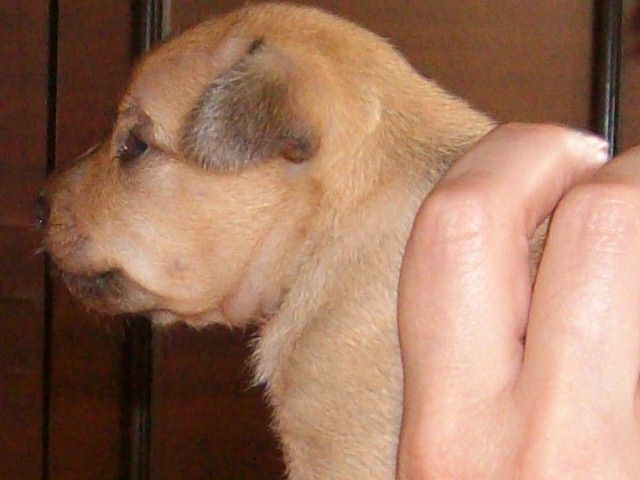 щенки русского тоя щенки русского тоя