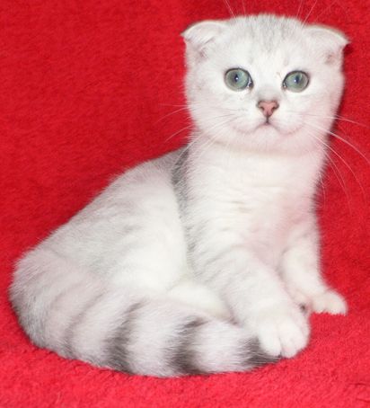 Шотландский вислоухий котик. Окрас серебряная шиншилла Шотландский вислоухий котик. Окрас серебряная шиншилла