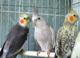 Кореллы - Нимфы . птенцы и др. виды попугаев Кореллы - Нимфы . птенцы и др. виды попугаев