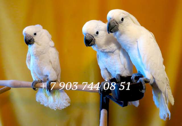 Белохохлый какаду (Cacatua alba)  ручные птенцы из питомника