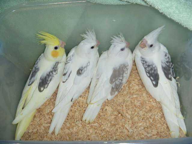 Безщекие кореллы, безщекие кореллы птенцы89262688658, безщекие кореллы фото, безщекие кореллы фото, Безщекие кореллы, безщекие кореллы птенцы89262688658, безщекие кореллы фото, безщекие кореллы фото,