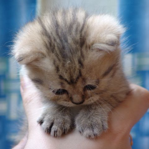 Элитные котята. Британцы редких окрасов Элитные котята. Британцы редких окрасов