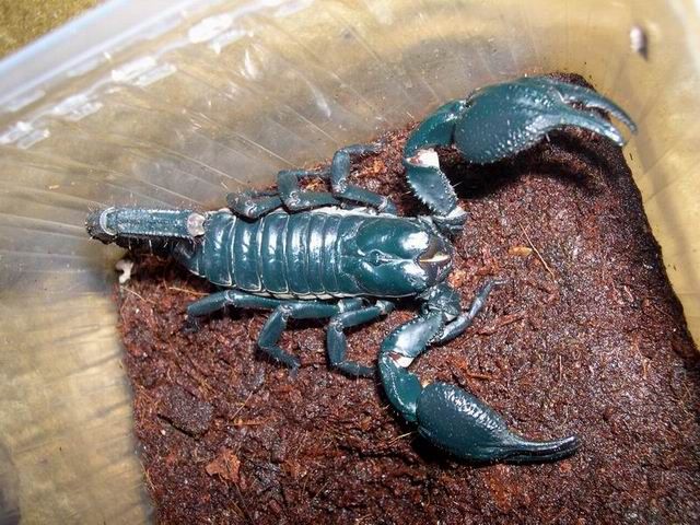Скорпион 