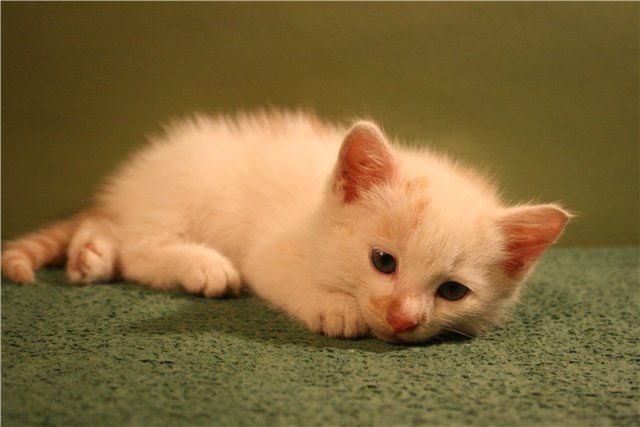 Отдам котенка! Отдам котенка!