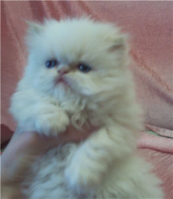 Персидские котята Персидские котята